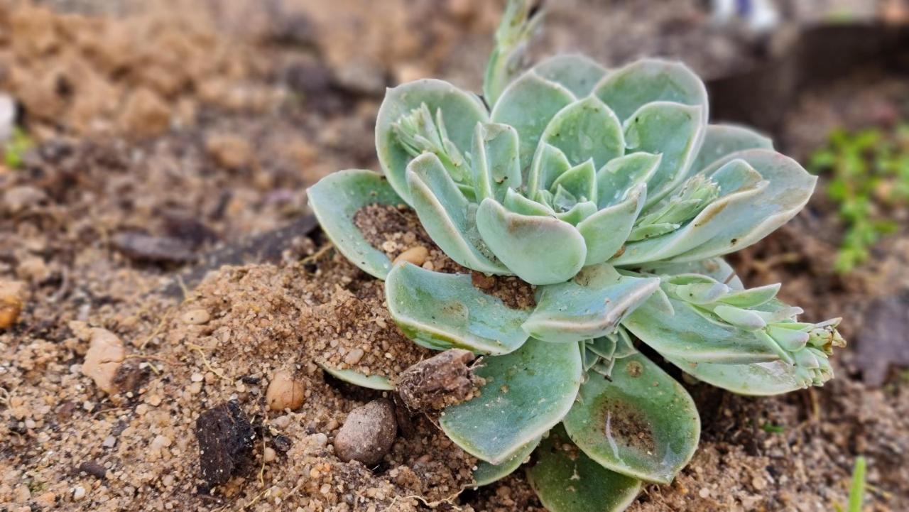 فيلا Monte Da Ti Luzia فارو المظهر الخارجي الصورة