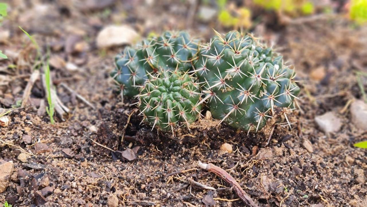 فيلا Monte Da Ti Luzia فارو المظهر الخارجي الصورة